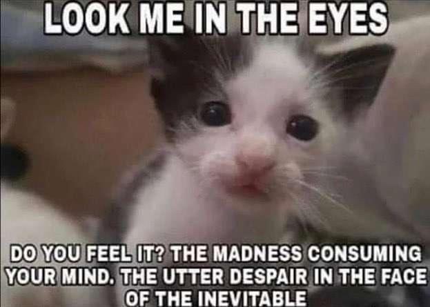 dreamw0rds update: doing great!!! definitely not losing my mind !