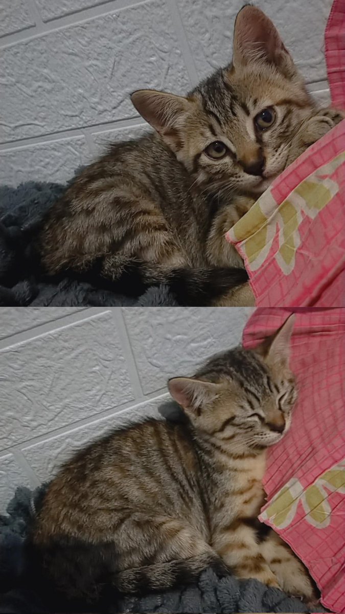 putristemya's tweet image. Nemu kucing didepan rumah hujan hujan gemes bangettt