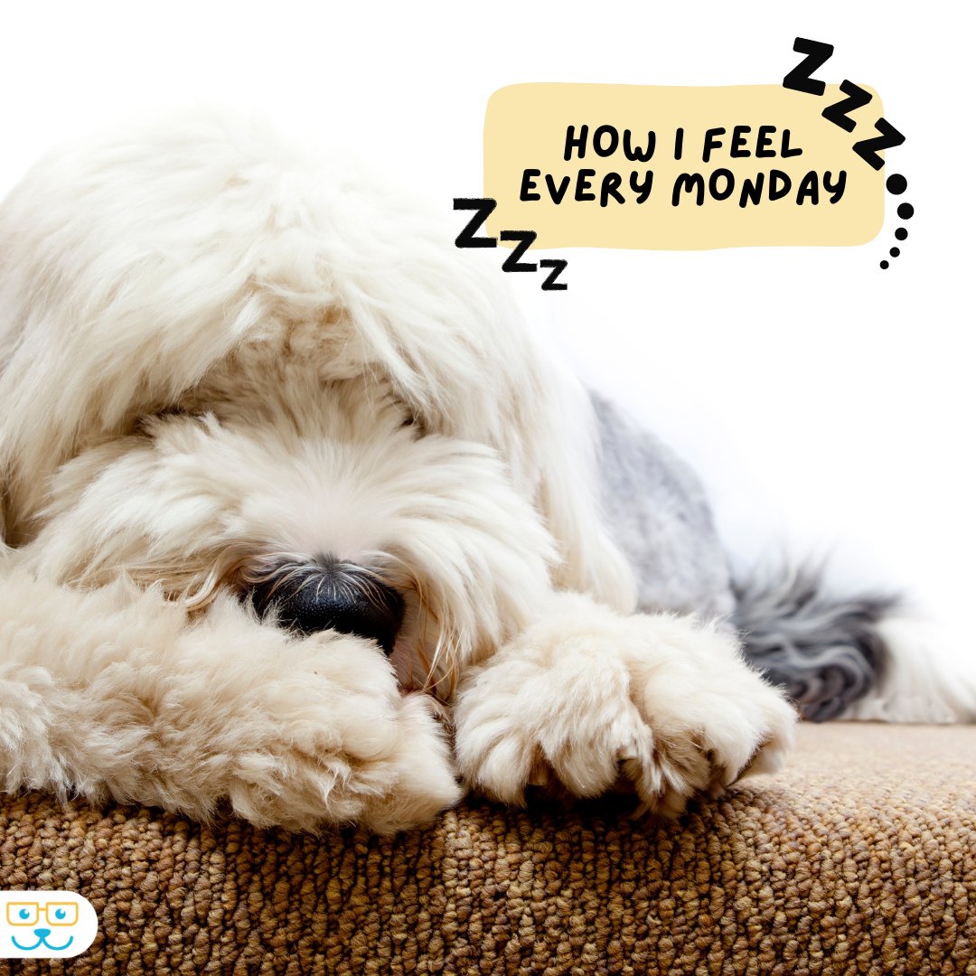 sugar_animal's tweet image. Oh hello Monday....so we meet again. #sugarriverahgratham #grathampets #sugarriveranimalhospital #sugarriverah.