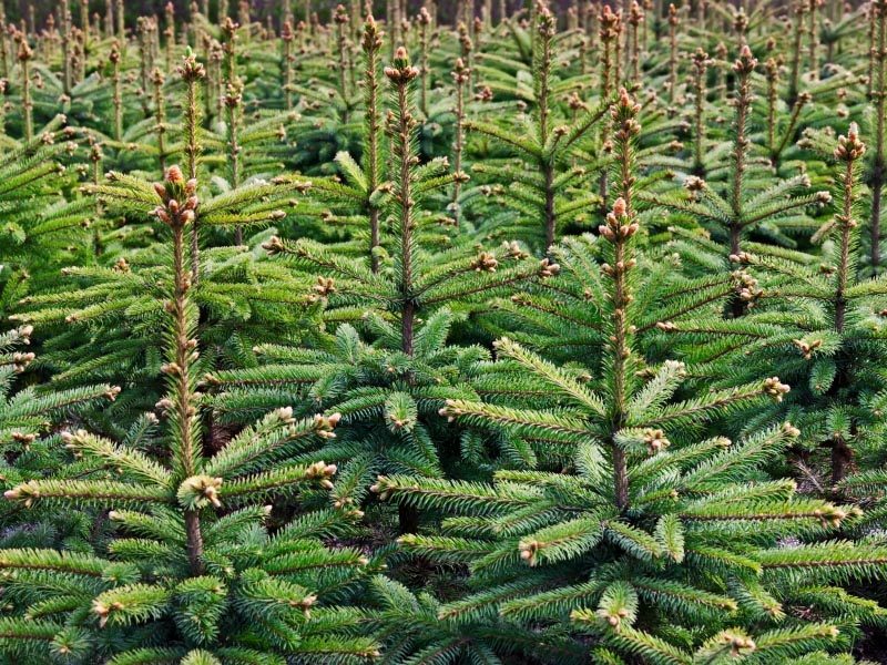 Woon je in Hillegom of Lisse? Meld je straat aan voor Buurtkracht-kerstboom! Organiseer ontmoeting(en) rond de kerstboom. Er zijn 100 exemplaren beschikbaar. Initiatief #Lisse, #Hillegom, #Welzijnskompas en <a href="/stekwonen/">Stek</a>. #jehuisjethuis
stek-wonen.nl/Home/Nieuws/20…