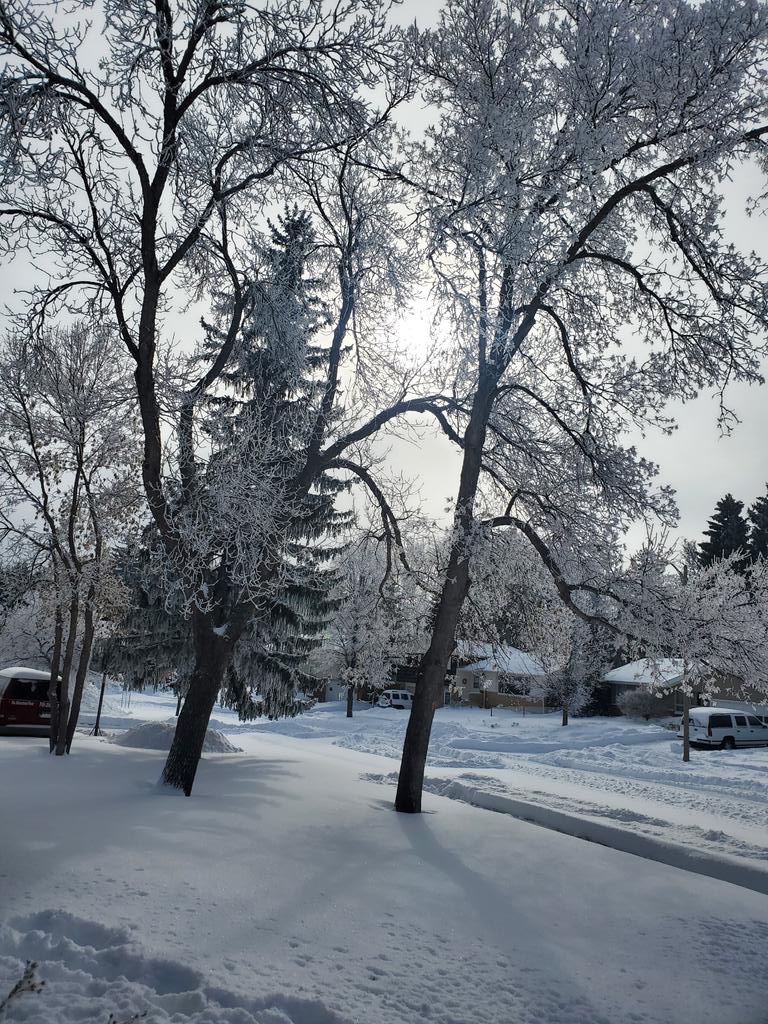 heartloveshome's tweet photo. @BassetBuck He goes in circles several times to pat it down. Here's what it looks like in our front yard. https://t.co/EgokF5gwap