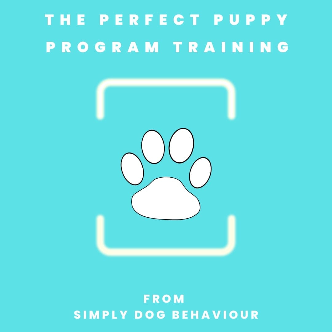 SimplyDogBhvr's tweet photo. πΎπΎNEW BLOG POSTπΎπΎ
Want Do You Want From Your Puppy?
πCheck it out Hereπ
πhttps://t.co/xyCE5fkNNCπ
#puppytraining #dogtraining #puppy #dog #dogs #positivedogtraining
#puppytraining #puppytrainer #puppytrainingadvice #simplydogbehaviour #theperfectpuppytrainingprogram https://t.co/2iMlnukah7