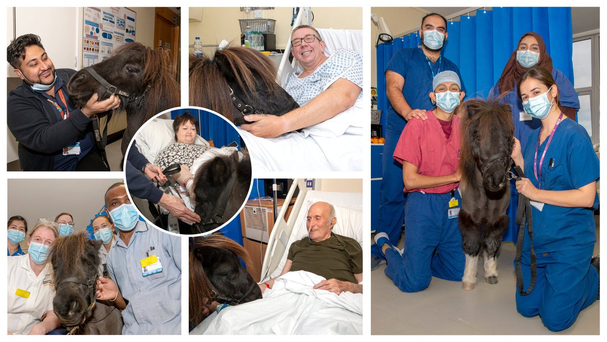 East and North Hertfordshire Teaching NHS Trust (@enherts) on Twitter photo Last week, wards 7A and 7B at Lister Hospital were treated to a unique visit from therapy ponies Charlie and Romeo! 🐴
The pony visit, generously funded by donations made to <a href="/ENHHCharity/">East and North Hertfordshire Hospitals' Charity</a>, brought joy to patients, staff and visitors as they made their way around the wards 💙 Last week, wards 7A and 7B at Lister Hospital were treated to a unique visit from therapy ponies Charlie and Romeo! 🐴
The pony visit, generously funded by donations made to <a href="/ENHHCharity/">East and North Hertfordshire Hospitals' Charity</a>, brought joy to patients, staff and visitors as they made their way around the wards 💙