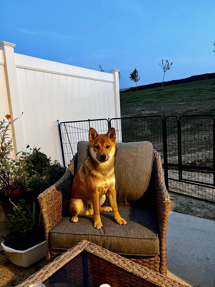 pghanta64's tweet photo. @ThePhDPlace Go for it. I got one and the best decision of my life. He always cheers me up no matter how bad things got. https://t.co/6QN0yI6ap8