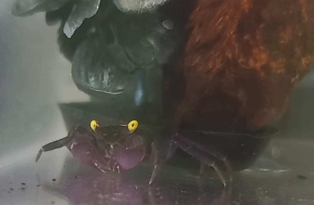lexsisbrynn's tweet photo. I bought a pet crab 😂 it's Mr crabs ! https://t.co/kJiZcuY3lA