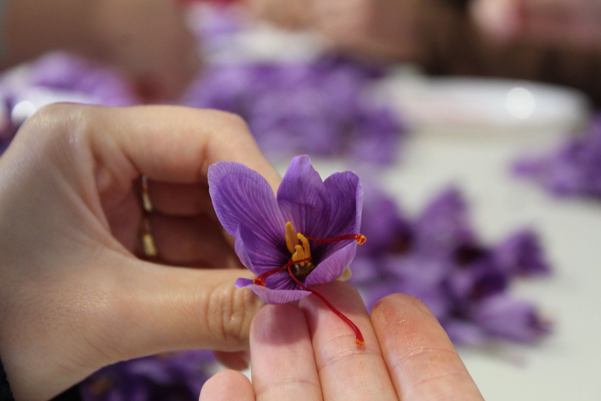 DOP Azafrán de La Mancha tweet media