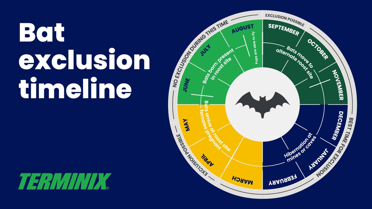 At Terminix, our bat control and removal specialists know the right methods and time of year to perform our services. Learn more about when you can get bat removal services, and what the professionals recommend to keep bats out. terminix.com/wildlife/?utm_…