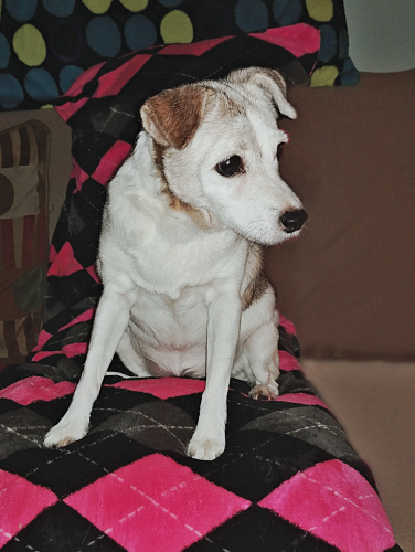 dancingdoggyday's tweet photo. Mom, I'll share the pillow if you share the snacks.
#Bulldogsoftwitter #Puppies #dogsoftwitter #happydog #CorgiCrew #wetnose #dogs #puppylove #dogslife #Rescuedogs #Dogsontwitter #muttsoftwitter #FostersSaveLives #doodledogsoftwitter #dancingdoggos #Dogsarefamily
#doggos https://t.co/YArCFrVBIs