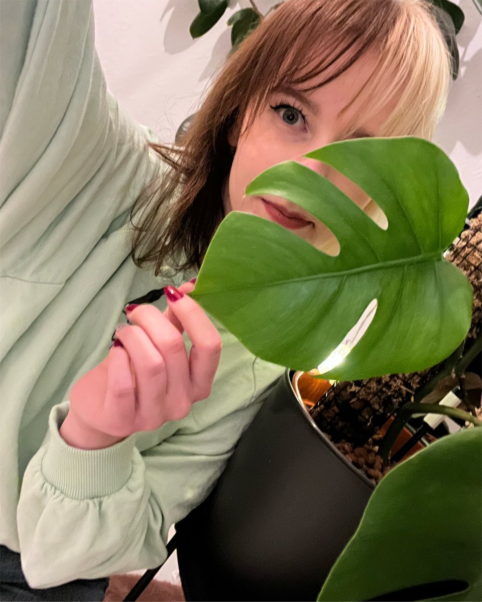 SplitDye_Plants's tweet photo. Happy Monstera-Monday 💚🪴
#monsteramonday #houseplant #goldenplanthour #planttwitter https://t.co/MTdbCaA5Sx