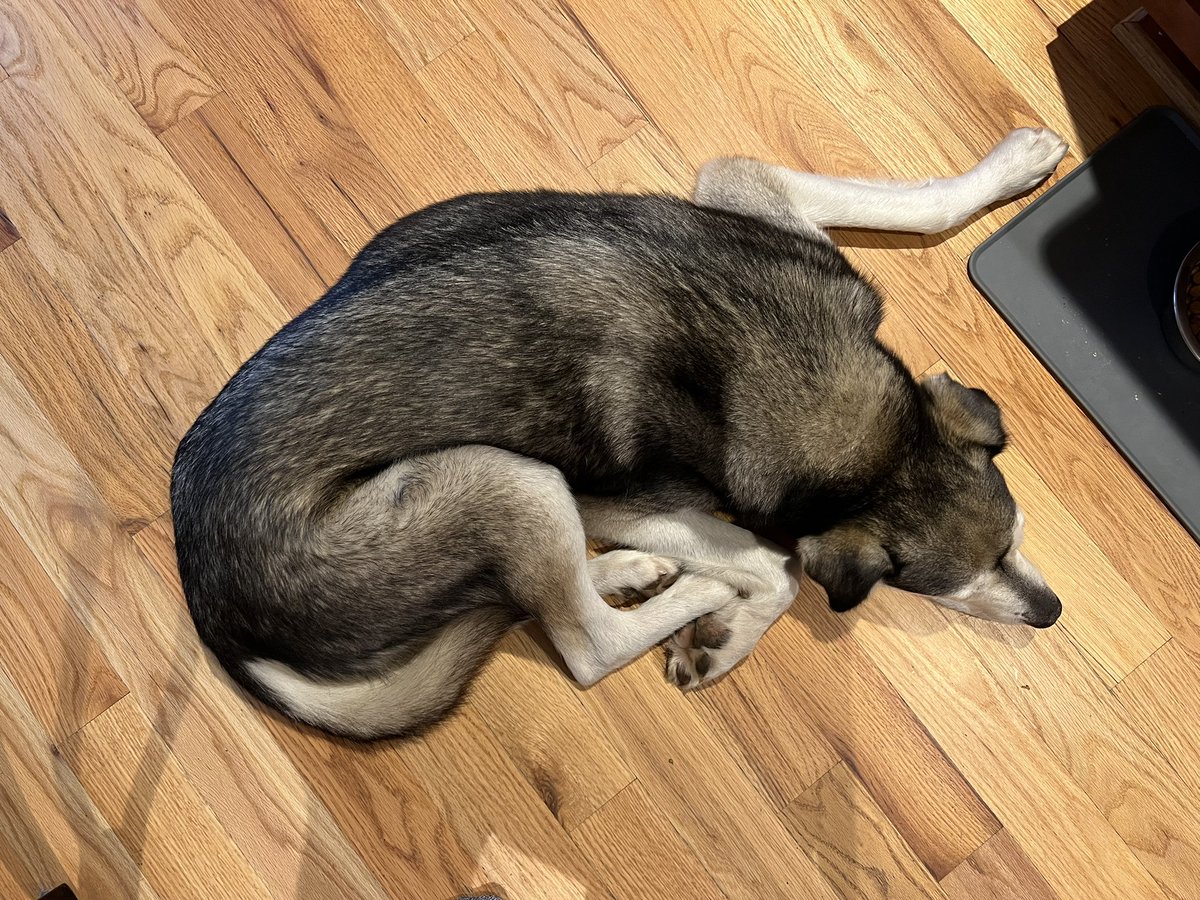 She doesn’t want to eat, but she guards her food (that the other dog doesn’t want either.)

How is this comfortable?!?