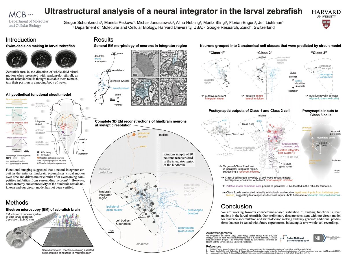 Gregor Schuhknecht (@gregorfps) on Twitter photo Come check out our poster today at #SfN22 on the Ultrastructure of a Neural Integrator Circuit in the Zebrafish Hindbrain. With <a href="/mer_petkova/">Mariela Petkova</a> and <a href="/EngertLab/">Florian Engert</a>.
Poster board X6, 11-12. Come check out our poster today at #SfN22 on the Ultrastructure of a Neural Integrator Circuit in the Zebrafish Hindbrain. With <a href="/mer_petkova/">Mariela Petkova</a> and <a href="/EngertLab/">Florian Engert</a>.
Poster board X6, 11-12.