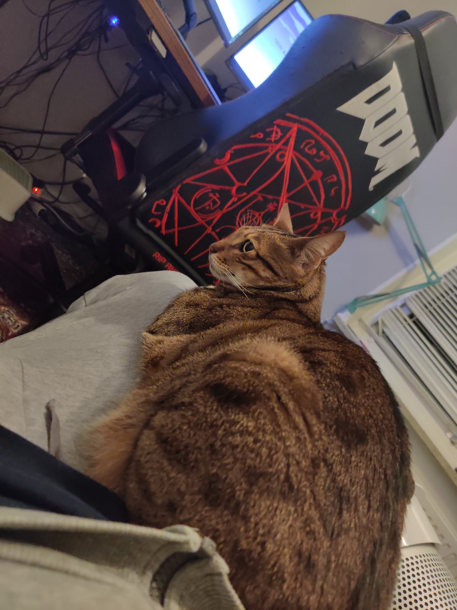 arhankas's tweet photo. 30 mins of "I wanna cuddle" headbutting whining stepping on me etc later he laid himself to rest on my thigh and is now fast tracking himself to sleep.

The feats unlocked was to headbutt my hand so my phone flew out of it and onto my face.
#Savannahcat #cat #LukeCatwalker https://t.co/PrV35rvZlO