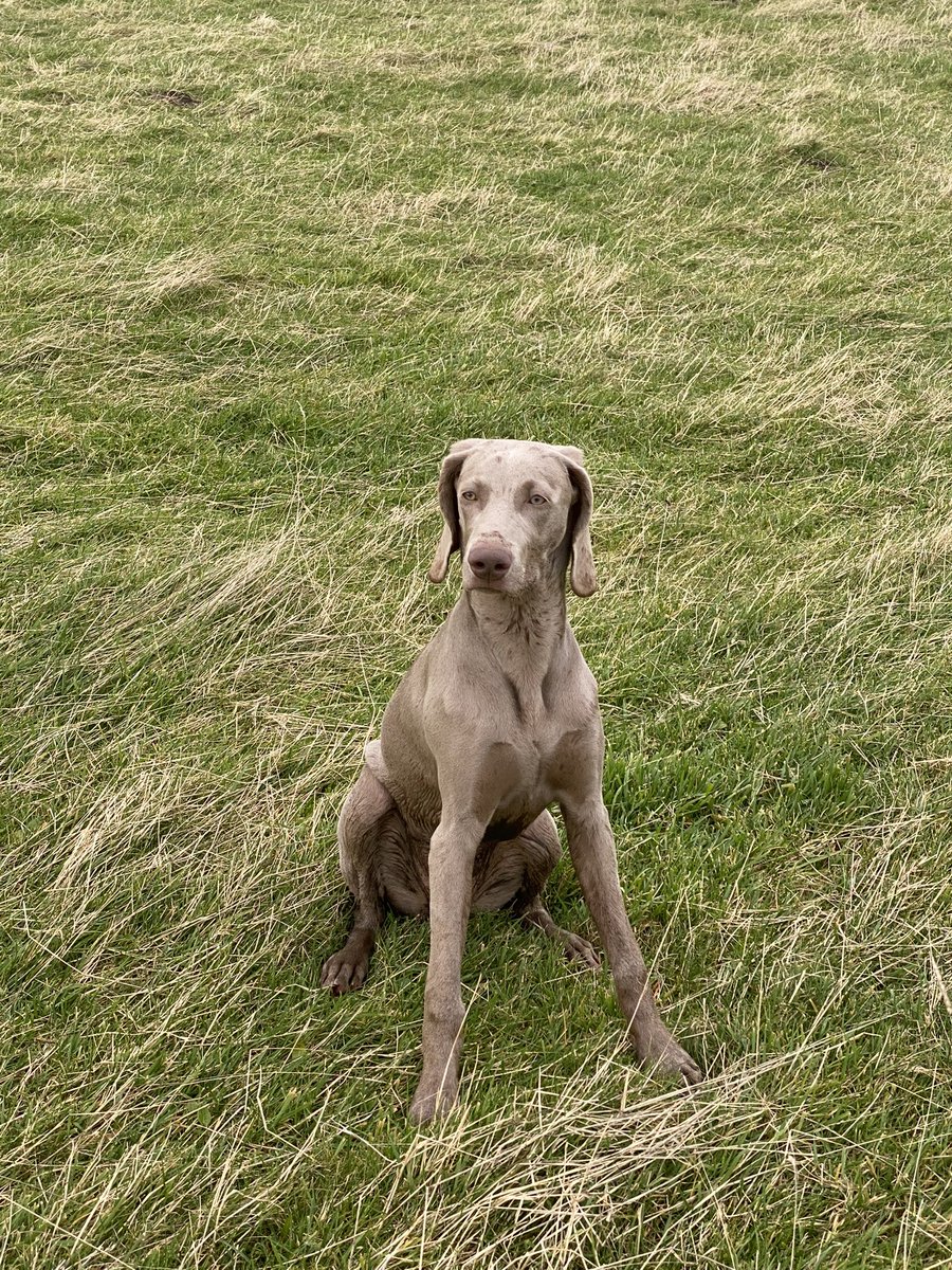 lynnslabs's tweet photo. #Torvitot training in all weather #Cumbria #weimeraner #puppy #gundog  only 6 months old x https://t.co/GJxVME0tHk