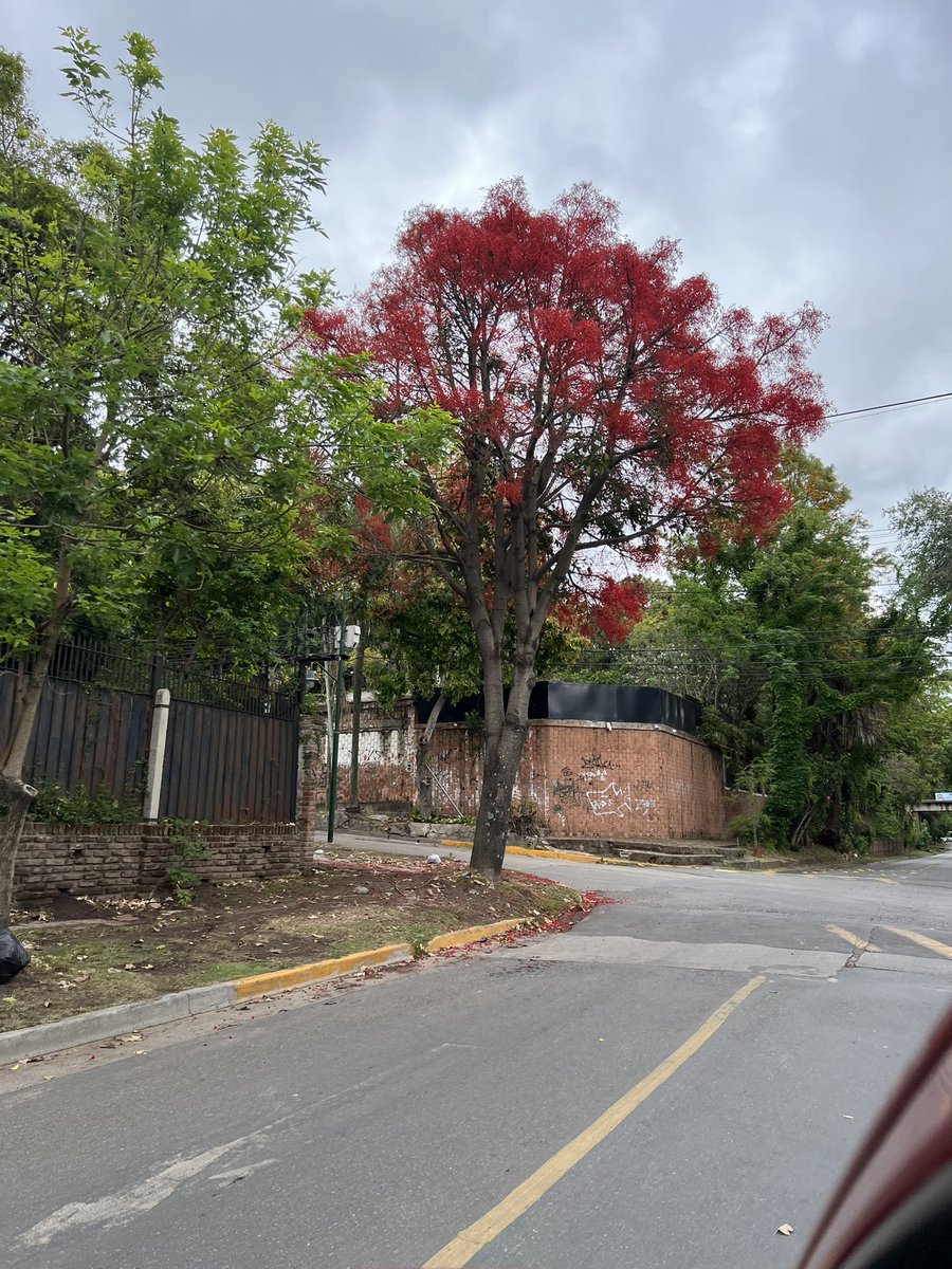 Cuando sea intendente de San Isidro voy a mandar a sacar todos los plátanos y a plantar este árbol en todas las veredas del barrio. 
Antes necesito saber cómo se llama el árbol pero seguro ustedes saben.