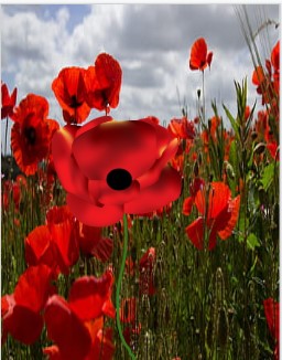 grade4whm's tweet photo. Digital Poppies-Lest we Forget @merrit_ps https://t.co/v6mSsavpFz