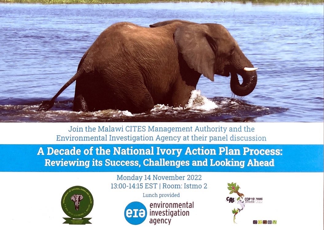 EIA_News's tweet photo. TODAY at #CITESCoP19 - 13:00 - Room Istmo 2: a lunchtime side-event hosted by #Malawi and @EIA_News: โA Decade of National Ivory Action Plans - reviewing its success, challenges and looking aheadโ. Lunch provided! #elephant #ivory #NIAP #Panama https://t.co/Pw8BmMzLaC