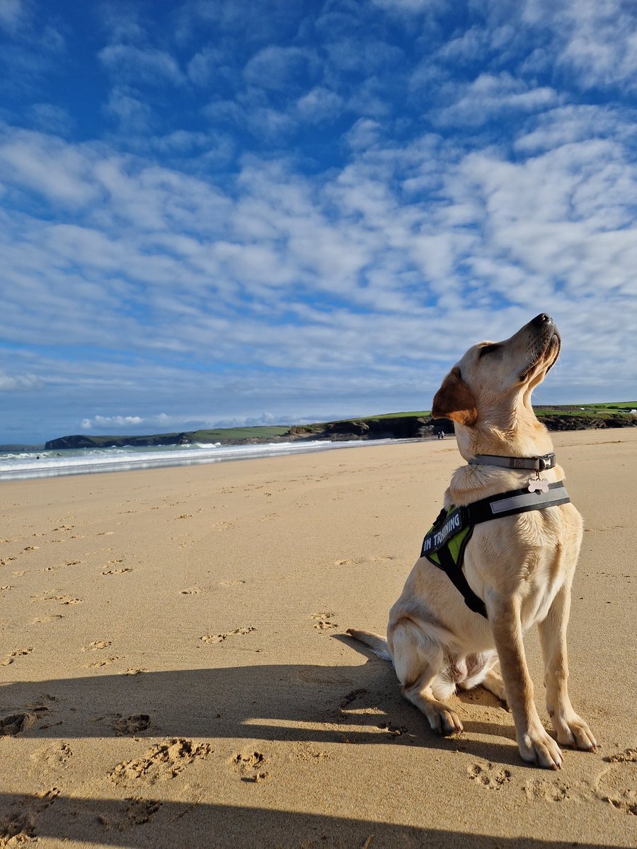 Meet Lottie, an #assistdogscornwall dog in training. Her owner, 20s with severe Autism and LD.

Waiting patiently for her owner to finish their surf.

Lottie's owner is one of few surf instructors with LD. Limited verbal language but love for surf and Lottie - #powerofoccupation