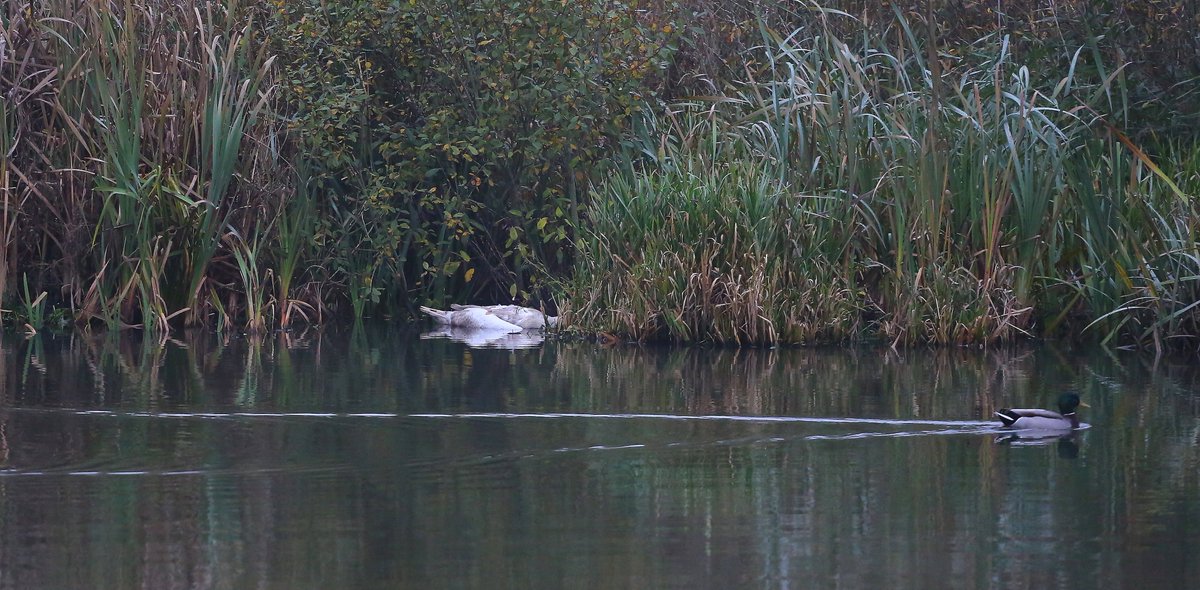 #RSPBFairburnIngs

Can someone take a look on the pond opposite Newton Pond as there seems to be a deceased Swan and there are only two cygnets now