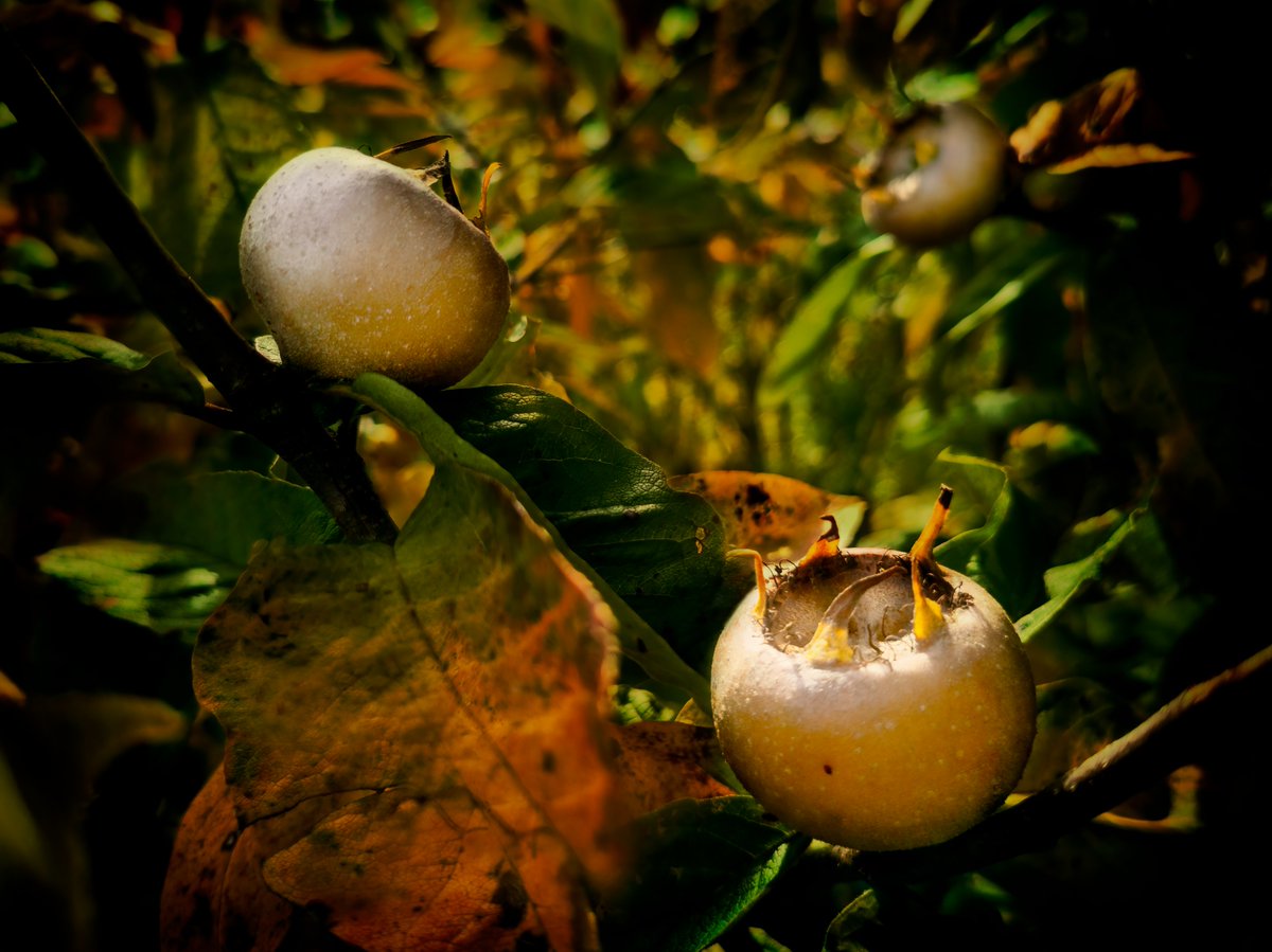 DFSschmickl's tweet photo. #spirts made of #medlars - very delicious!

#moonshiner
#distillingspirits
#fruitbrandy
#Mispel
#schnapsbrennen
#maische https://t.co/Y2xNQsg5iY