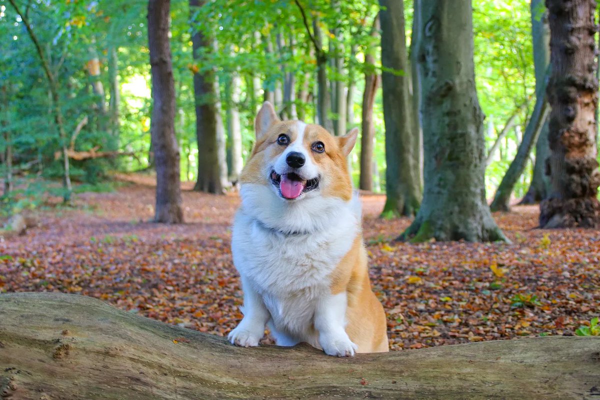 corgiizone's tweet photo. Meet me under the falling leaves..just follow the barking sound 😜🧡🍂🍁🍂🍁🧡 https://t.co/m4xbjJwIj6