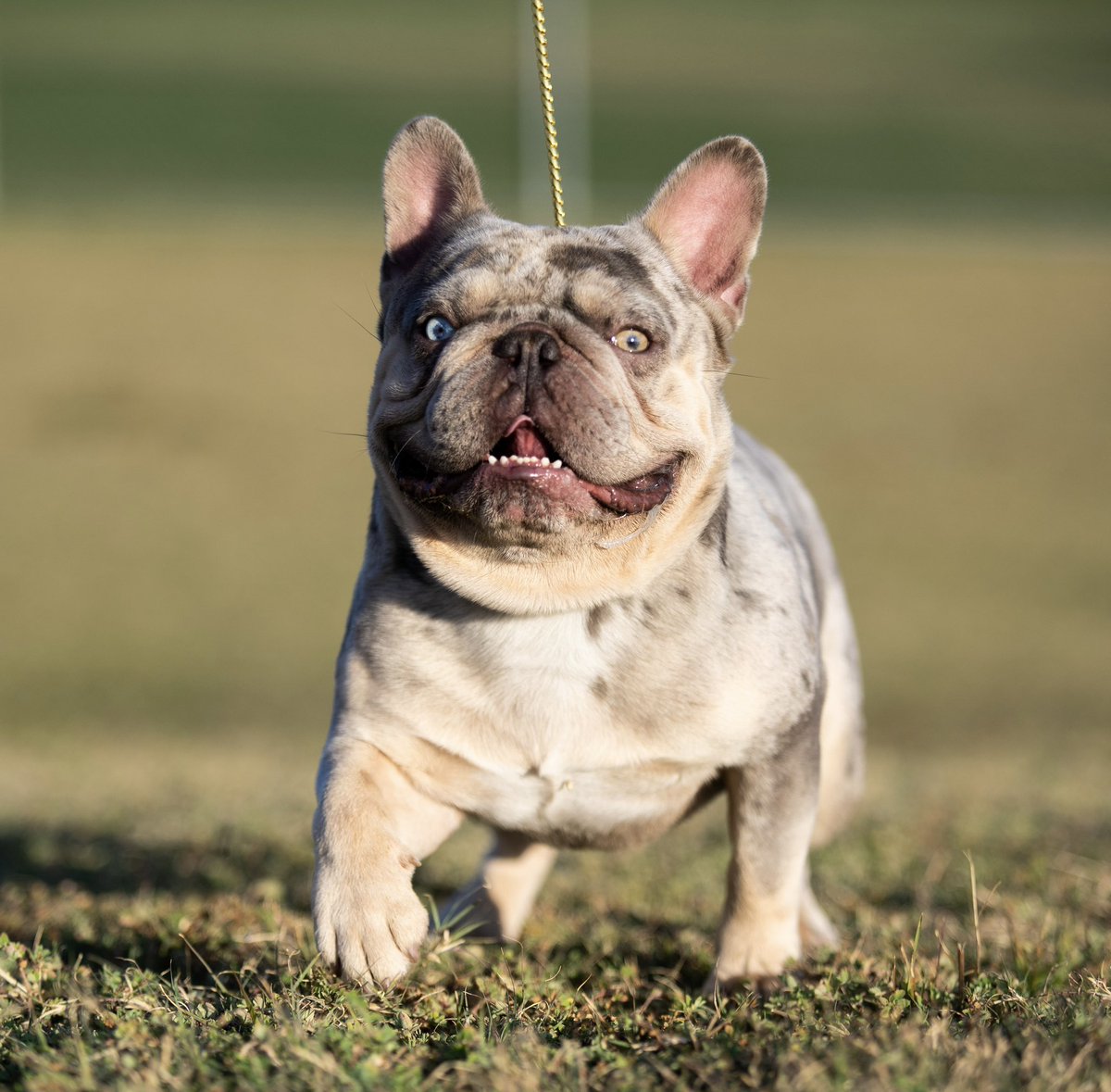nick_tfk's tweet photo. Valentino ready to work looking for some new girlfriends 🦍🩸 Boy as been real Busy 🔐🙏🏼 
•
•
• #stud #frenchbulldog #dallastx #worldwide #lilacandtanMerle Dm for Stud info‼️ #shippingworldwide https://t.co/cEHWYjuuJY