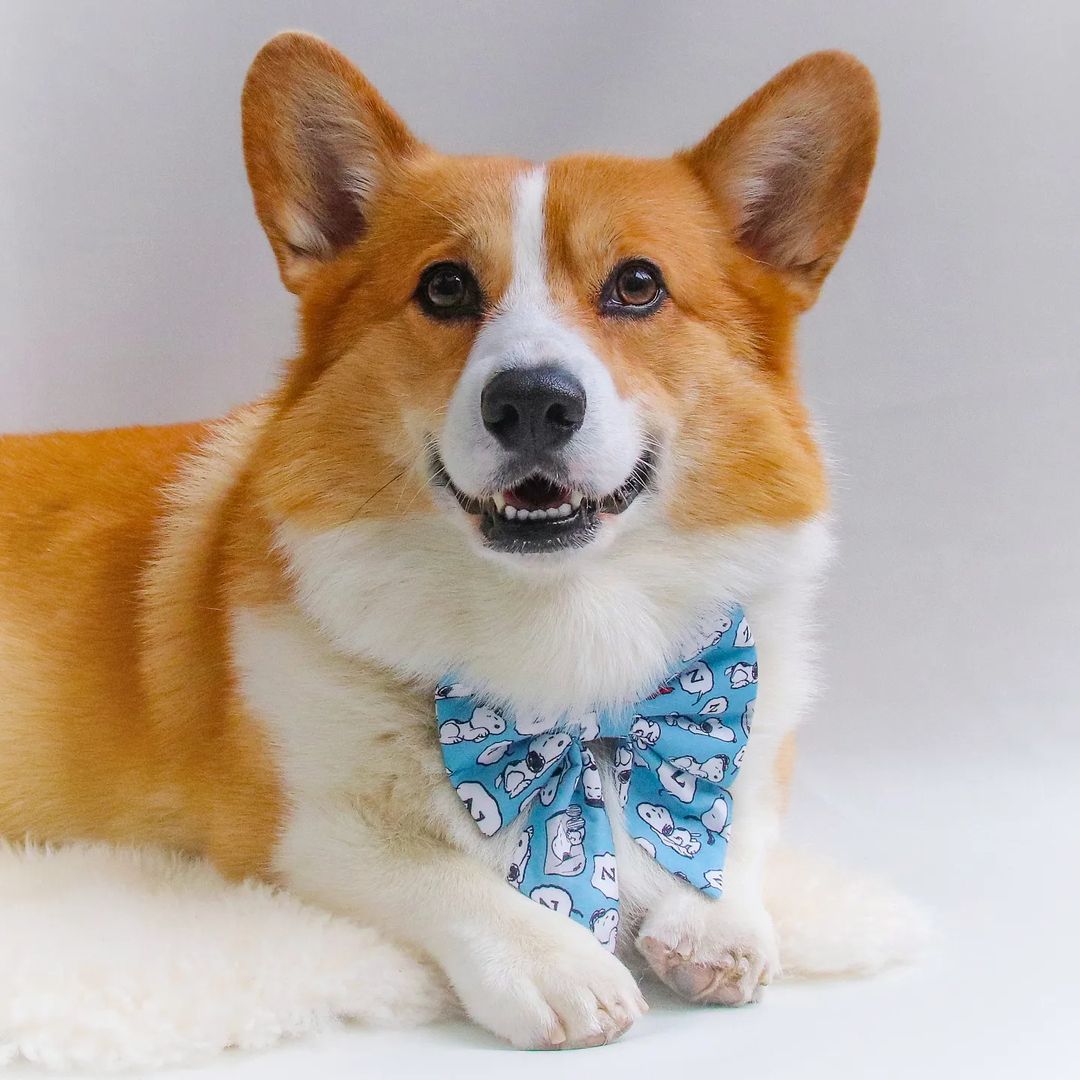 corgiizone's tweet photo. The better you dress, the worse you can behave 🤭👻💙👌 https://t.co/7M0fg3Ln1C