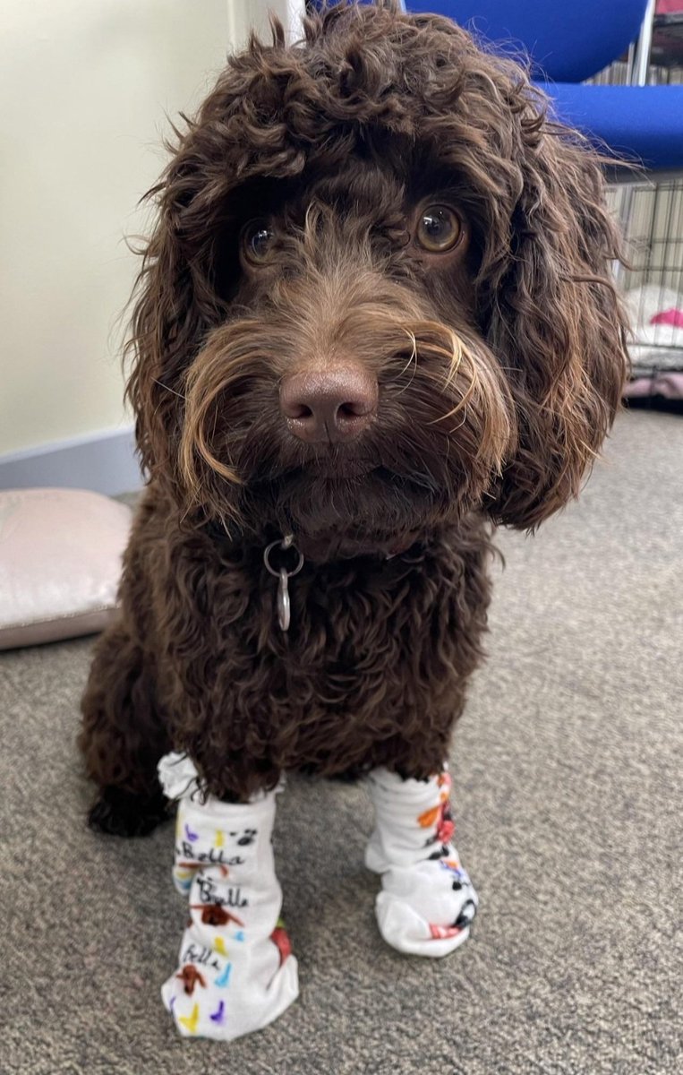 Nettyjoyce287's tweet photo. Here is our school wellbeing dog, rocking her odd socks (designed by 2 of our pupils)  for anti-bullying week 😀 https://t.co/jw12uhD8z9