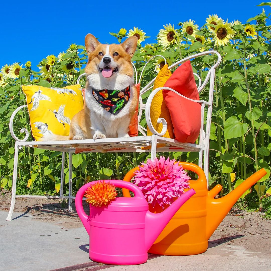 corgiizone's tweet photo. Summer, don't go so fast! Just stay for a little bit longer 😆☀️🌻❤️
.
.
Are you ready for sweater weather? 🍂🍁🍂🍂😄 https://t.co/97JuoMrDBf