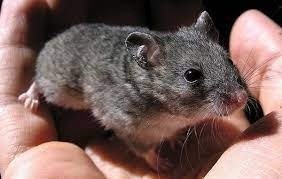 Defense of Ukraine tweet media