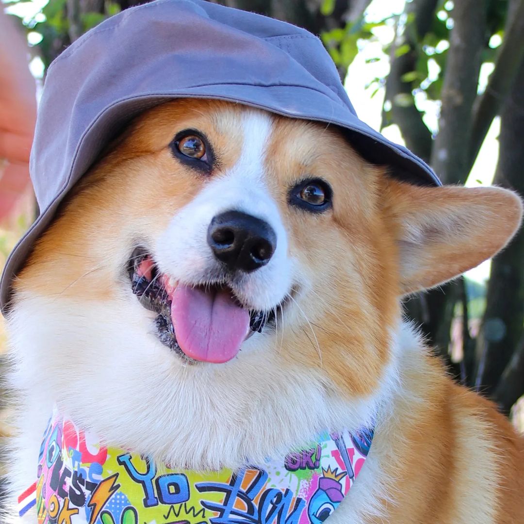 corgiizone's tweet photo. Yo! Did somepawdy say friyayyy?? 🤣
.
.
.
Have a wonderful weekend all! ❤💜💛❤💜💛❤💜💛 https://t.co/RbTGBHuADs