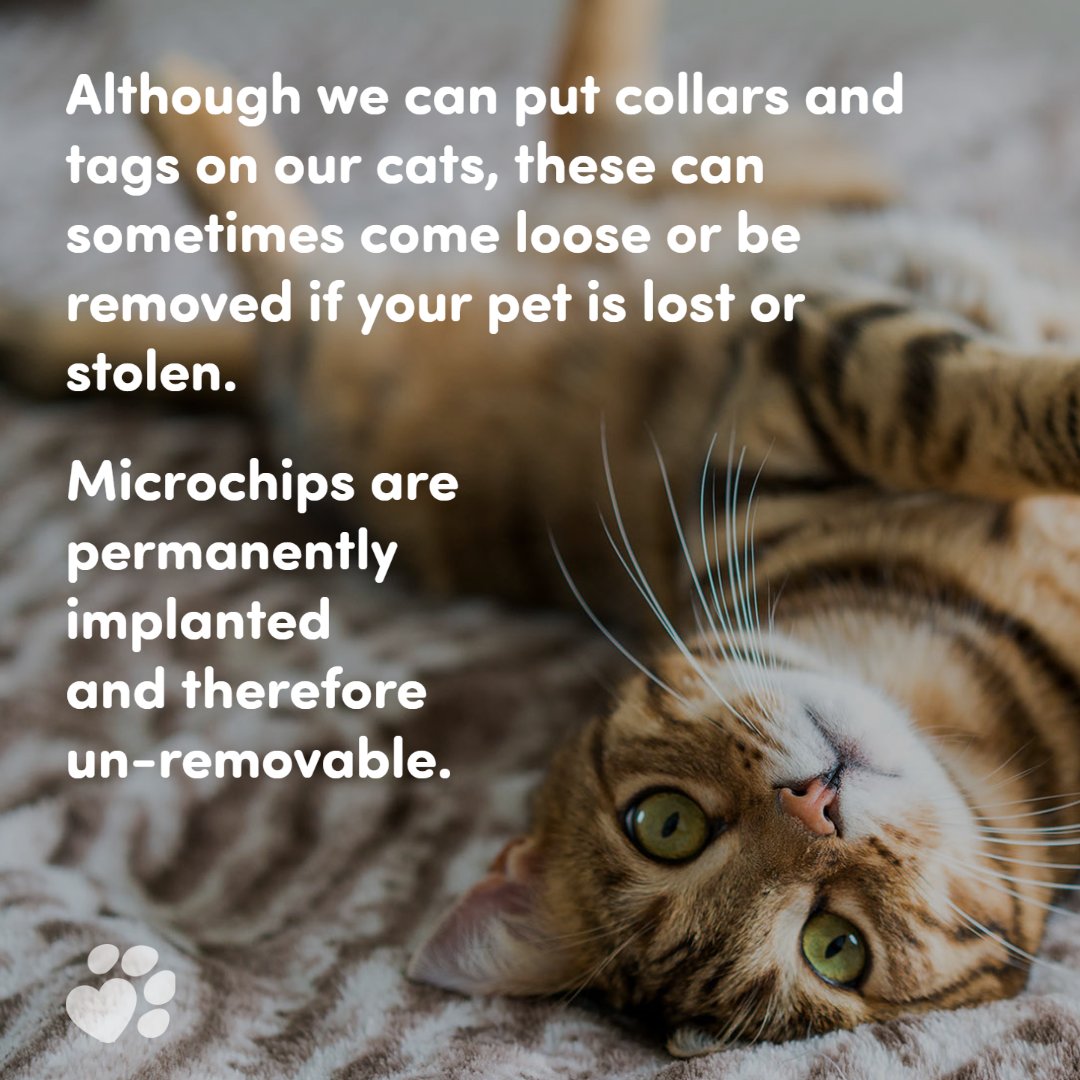 Although we can put collars and tags on our cats, these can sometimes come loose or be removed if your pet is lost or stolen. #Microchips are permanently implanted and therefore un-removable.

#CatMicrochippingLaw #CatMicrochipping