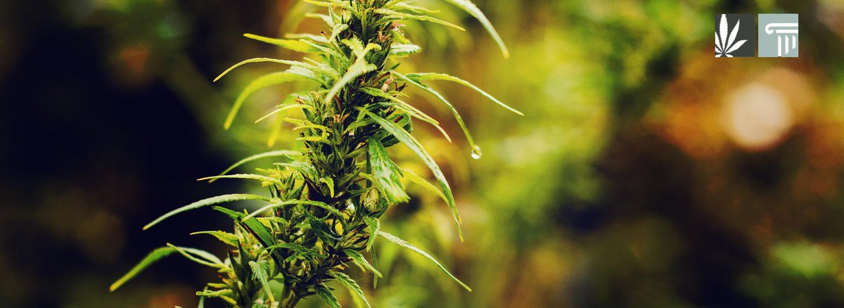 The governor of California wants the state and its cannabis farmers to benefit from the interstate marijuana commerce that federal legalization would provide.

zpr.io/LeRmQ4MRjU54