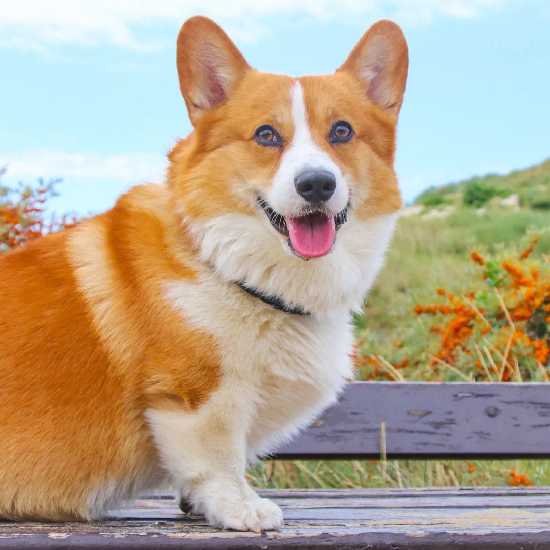 corgiizone's tweet photo. Happy bday Corgmom! 🎊❤️ https://t.co/juzTIny8eT
