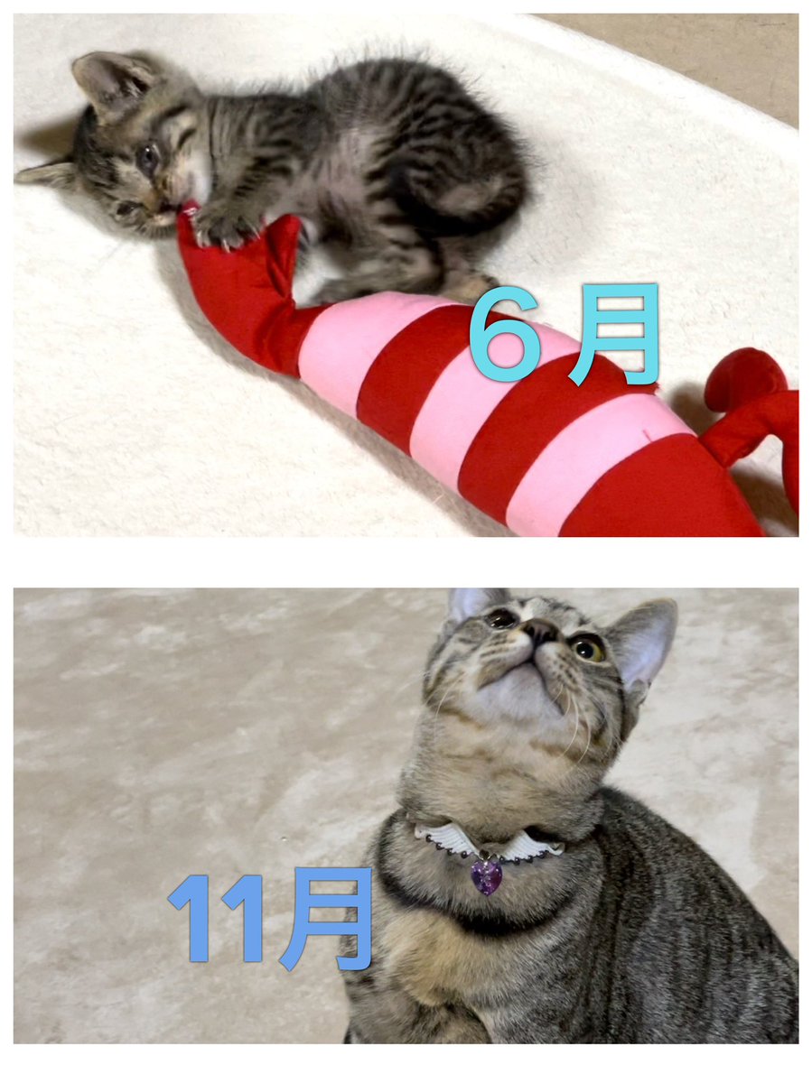 先住猫より大きくなった！

💎アクセサリー　<a href="/boku_coco/">ぼくここ🍀BoKu Wa CoCo</a> 様✨

 #保護猫ビフォーアフター展