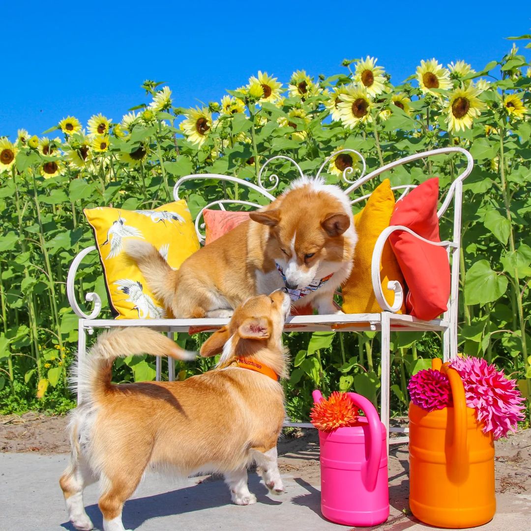corgiizone's tweet photo. Speed dating with Nala! ❤️😘🌻
Hi! - Kiss - Bye! 🤣 https://t.co/0ctm5XEehu