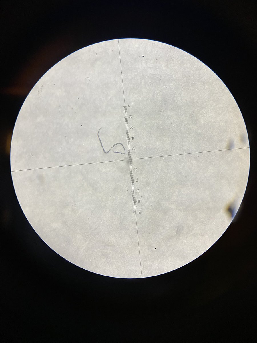 NikolaBobchev's tweet photo. Sometimes looking through a microscope is more interesting than Netflix! Microplastics in sunflower oil. 
#microplastics #oil https://t.co/qzlOBCQecK
