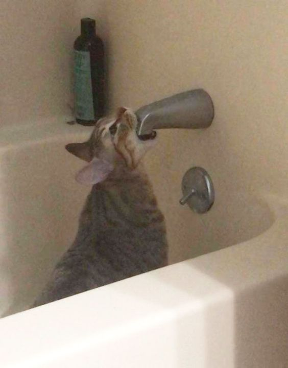 unexplainable cat images tweet media