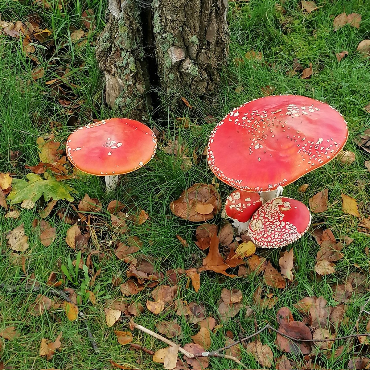 Take a look at these magnificent specimens! 🍄💚⛳