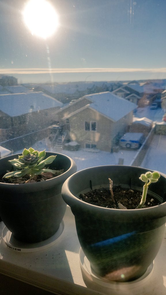 How do people keep house plants alive so easily? 🤔🪴