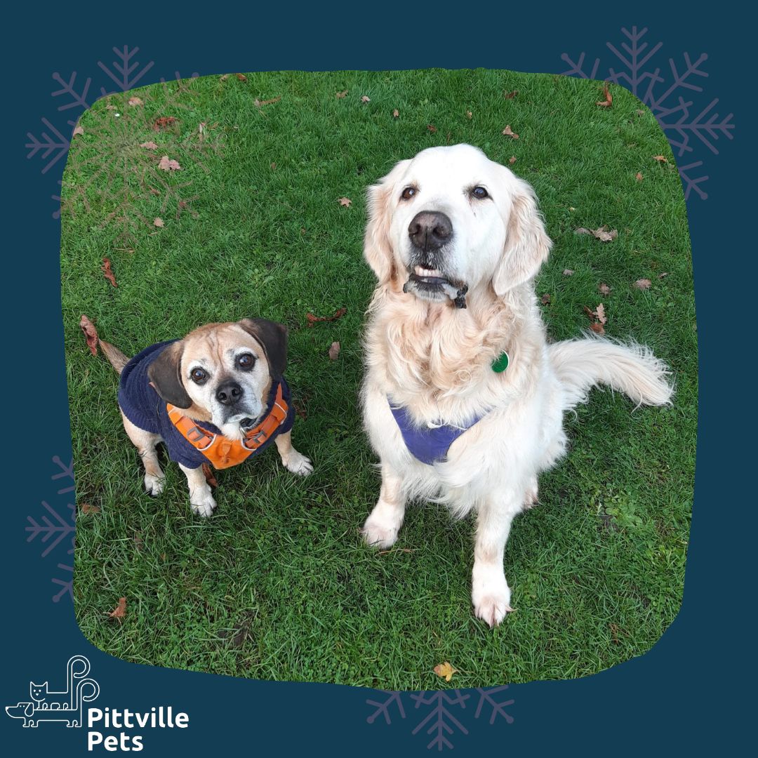 Pittville Pets and PAWS CIC tweet media