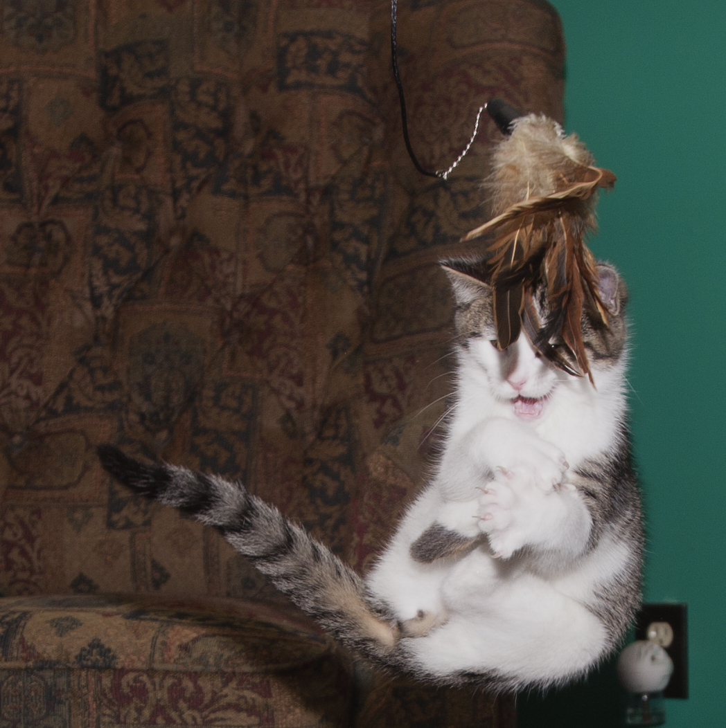 WaldoOlliver's tweet photo. #RememberWaldo #CatsofTwitter https://t.co/QG34VR657j