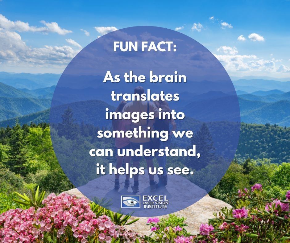 Excel_Eye's tweet photo. The process of seeing is so important in everyday life that about half of the brain is involved. As the brain translates images into something we can understand, it helps us see.
#lasikorangecounty #lasikeyecenterlosangeles #lasikeyecenterorangecounty #funeyefacts #eyefacts https://t.co/8enxG0D4aq