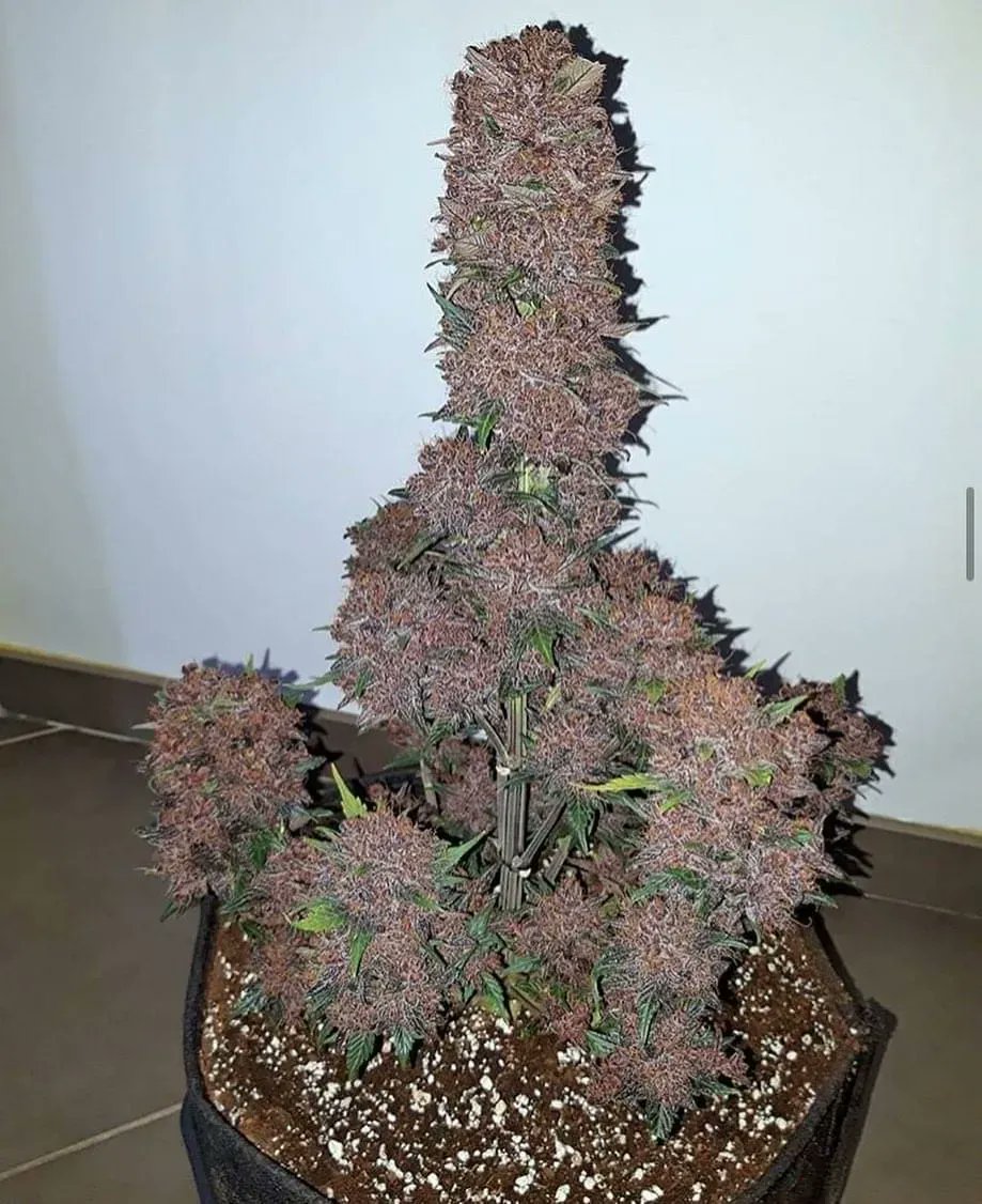 Does it look like it's being rude to you?