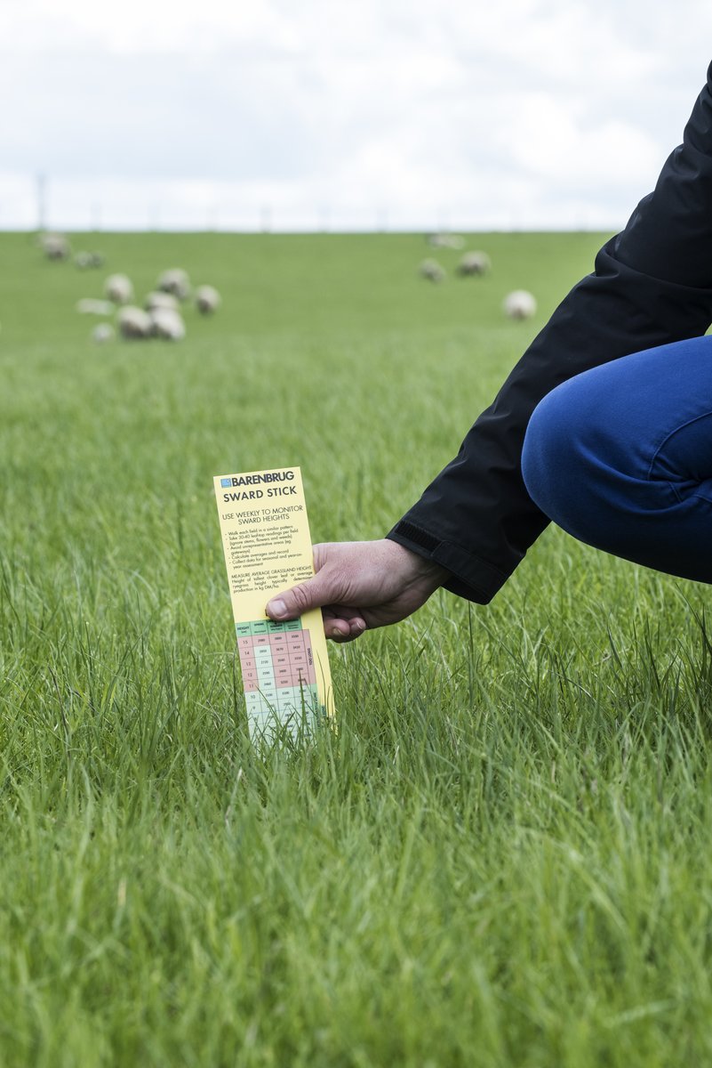 What are the wider benefits of grass? Can it contribute to  flock health, grazing utilisation and overall enterprise economics? 
barenbrug.co.uk/news/wholesome…
#growyourfuturewithgrass #grassclinic #Wholesome pasture
#ForageforKnowledge #MultiSpeciesSward