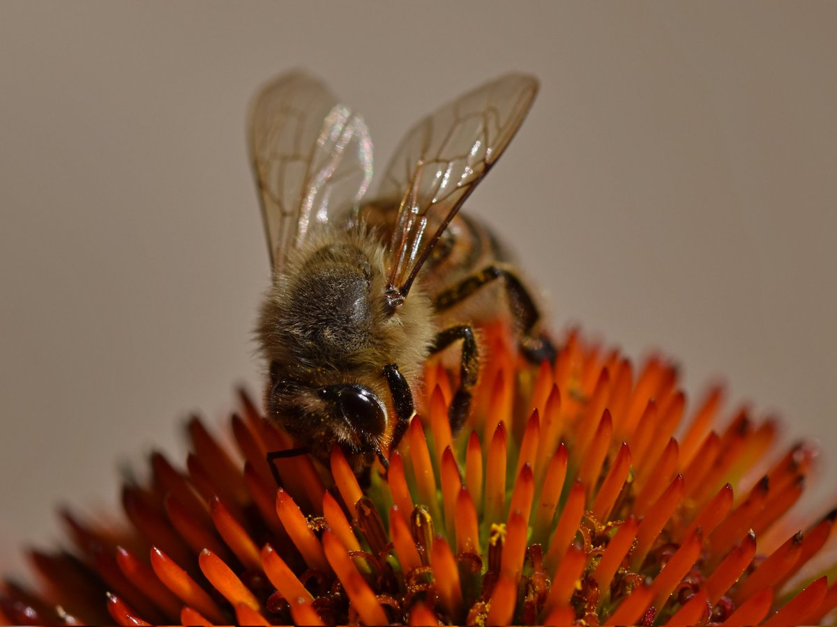 ruben_corella's tweet photo. #bee #biene #bees #honeybee #abeja #abejas #miel #honey #flowers #gorgeous #insects #fauna #NaturePhotography #naturelovers #NatureBeauty #naturepic #photo #especies #sosplanet #stoppollution https://t.co/UIWRKEZuVK