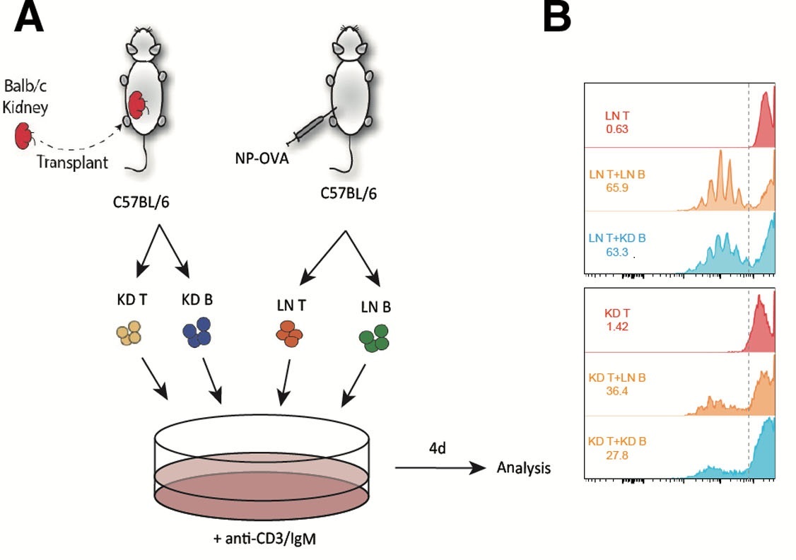 Transplantation tweet media