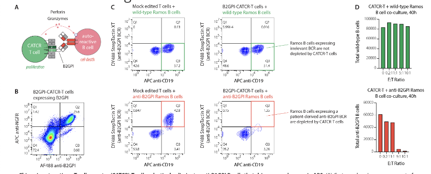 Ab1677 #ACR22 by @MaxKonigMD
Chimeric autoAg T cell recepter (CATCR) reprogram T cells to selectively kill autoreactive B cells
Model CATCR for APLS via B2GPI-CATCR T-cells eliminating anti-B2GP DI B cells, dose-dependent
Model for SELECTIVE Rx in APLS/rheum disease
@RheumNow