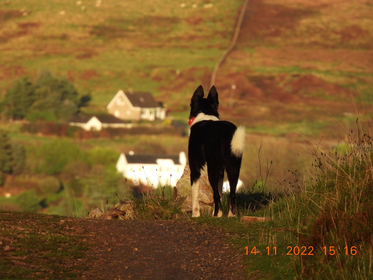 After getting his fur all ruffled yesterday in the wind, we had one happy Sirius this afternoon as he was running around enjoying some late November sunshine.