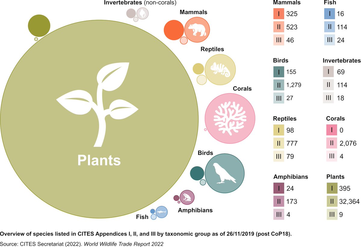 unepwcmc's tweet photo. #DYK: There are over 38,700 plants and animals included in the list of species protected by CITES, approximately 85% of which are plants 🌱🌲 

Find out more about how CITES works in the World Wildlife Trade Report, on the #CITESCoP19 agenda tomorrow 👉 https://t.co/i7o0lcQjHL https://t.co/0En9DHZAx5