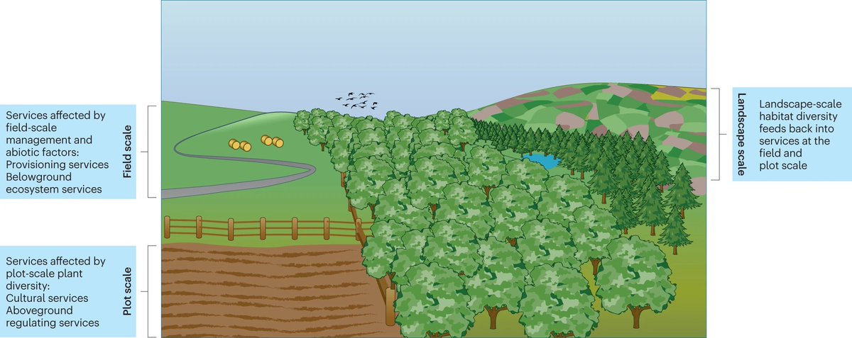 Analysis of 16 ecosystem services across Europe shows that some services are predicted by plot-scale diversity, whereas others rely on intact habitats at the landscape scale, highlighting the importance of cross-scale management of ecosystem services. nature.com/articles/s4155…